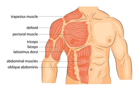 Male Arm Muscle Anatomy