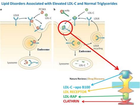 Disorders of Lipoprotein Metabolism