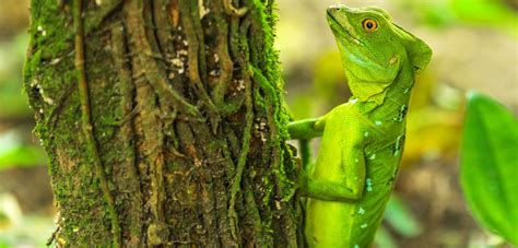 Jungle adventure at Los Guatuzos Wildlife Refuge in Nicaragua - Nature's Off Grid Treasures