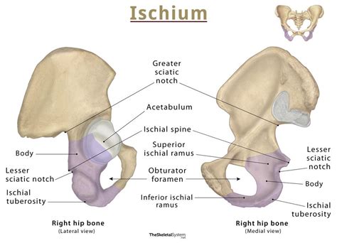 Ischium – Anatomy, Location, Functions, & Diagram