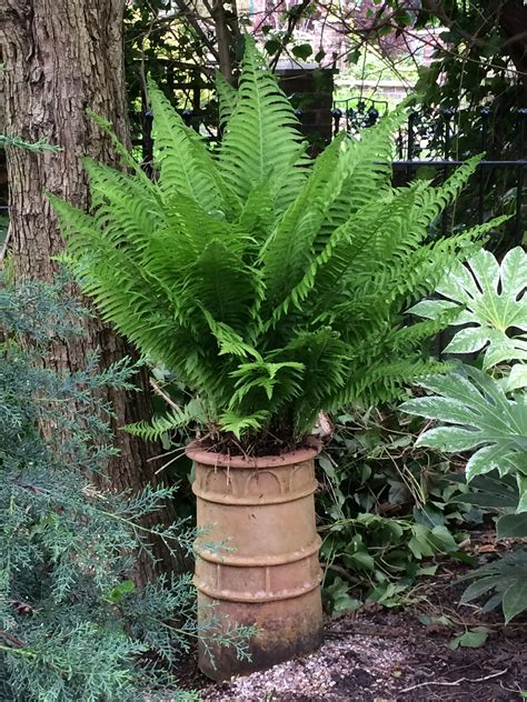 Simple fern in terracotta chimney pot | Ferns garden, Garden shrubs ...