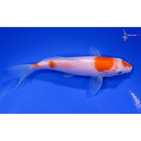 5” Kohaku | Koi Fish For Sale