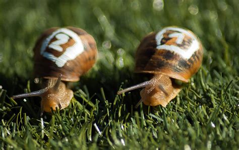 About Snail Racing