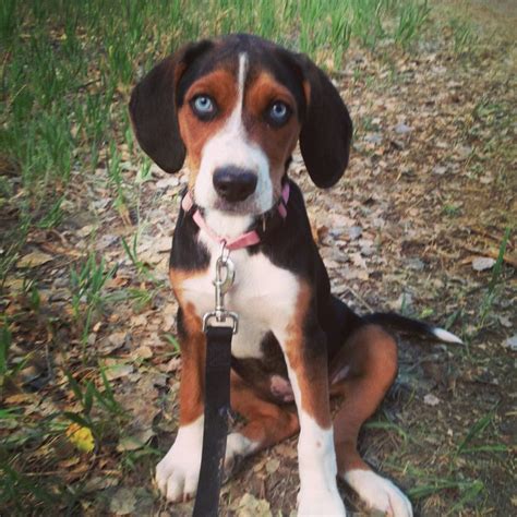 A hound/Rottweiler mix with a little bit of husky puppy | Animals ...