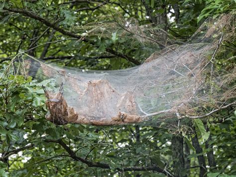 Eeek! Why Are Giant Spider Webs Covering My Trees? | Giant spider ...