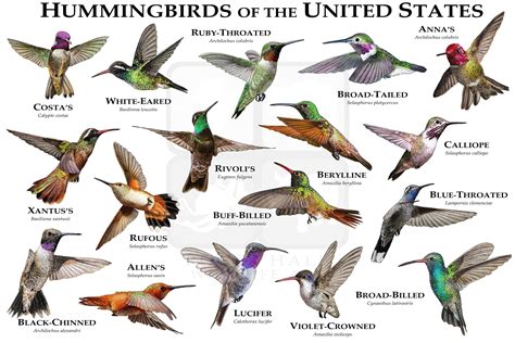 Hummingbirds of the United States Art Poster Print / Field - Etsy