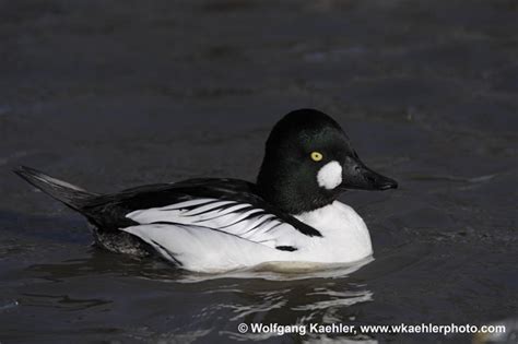 Skagit Valley Wildlife Photo Workshop - Run With The Wolfies — Photo Tours