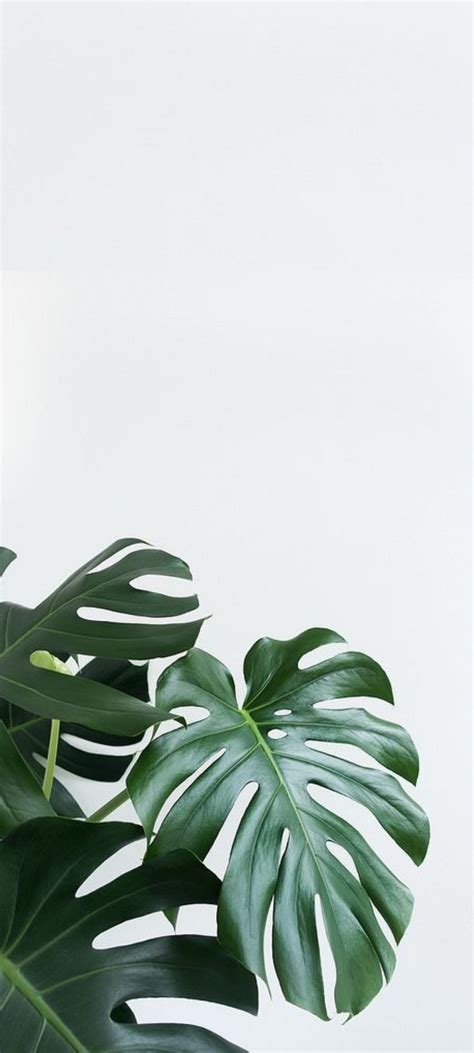 Phone Background | Leaves wallpaper iphone, Plant wallpaper, Plant ...