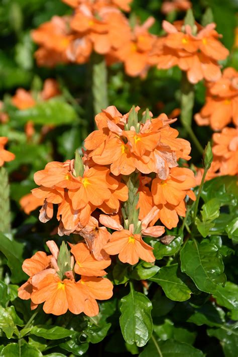 Orange Marmalade Firecracker Plant (Crossandra infundibuliformis 'Orange Marmalade') in ...