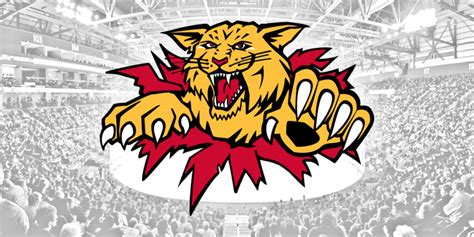 Wildcats statement on Torchetti – Moncton Wildcats