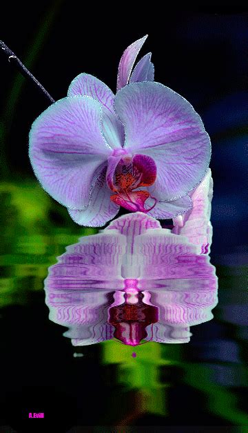 Animated Orchid Gif