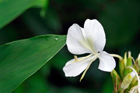 National Flower Of Cuba - Beautiful Butterfly Jasmine - Plantisima