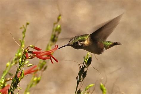 Bird Pollination