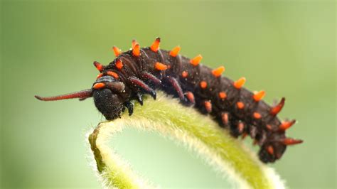 The Pipevine Caterpillar Thrives in a Toxic Love Triangle | Deep Look