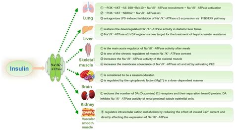 Regulatory effect of insulin on the structure, function and metabolism ...