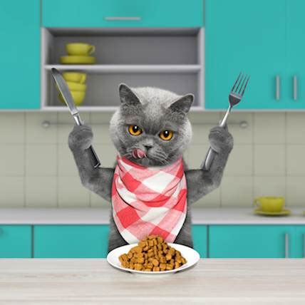 Cat Food & Nutrition - A Tasting Menu of Healthy Cat Nutrition | PetCareRx