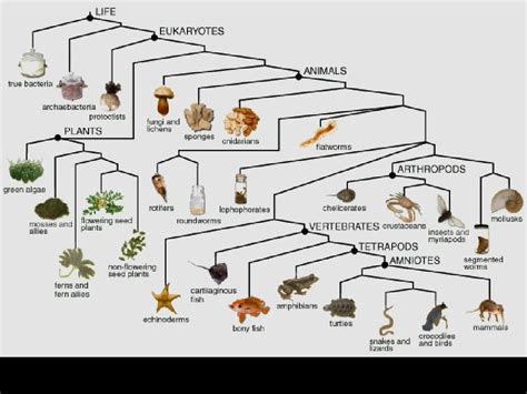 Evolution, Pattern, Process Evolution: Mechanisms