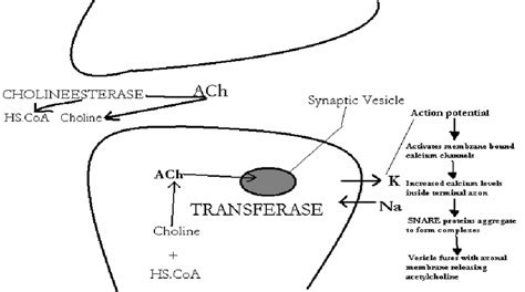 Mechanism of action of botulinum toxin | Download Scientific Diagram