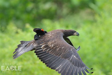 Male red-winged blackbirds are fiercely territorial and will relentlessly divebomb larger ...