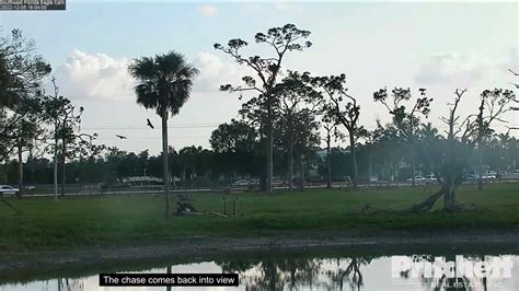 SWFL Eagle Cam 12-5-22. M15 chases eagle from the nest tree area. The ...