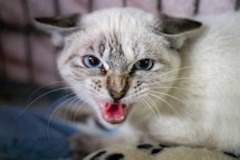 Rabies Symptoms in Cats (Don’t Ignore These Signs) | LoveToKnow Pets