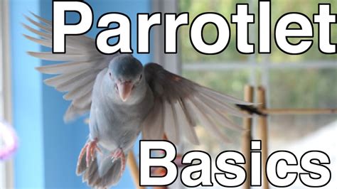 Parrotlet Care For Beginners | Topics - YouTube