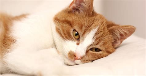 Discover The Causes Of Pain In Cats - PetlifeSA