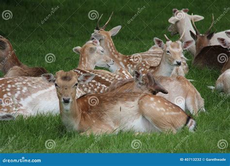 Charlecote Park Deer stock photo. Image of capability - 40713232