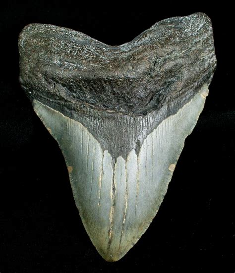 5.19" Megalodon Shark Tooth - South Carolina For Sale (#4565) - FossilEra.com