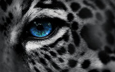 Angry Tiger Eyes Wallpapers - Wallpaper Cave