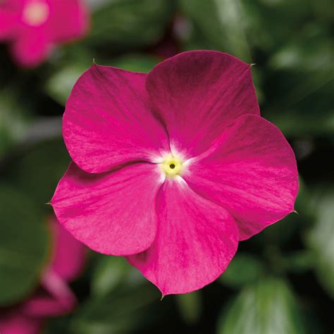 Cora® Cascade Violet Vinca | Plant Addicts