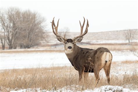 The Ultimate Mule Deer Hunting Gear List - HuntTested