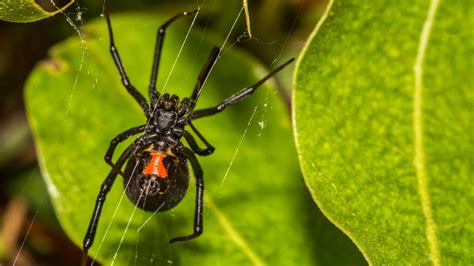 brown recluse spider florida house spiders - Minta Phan