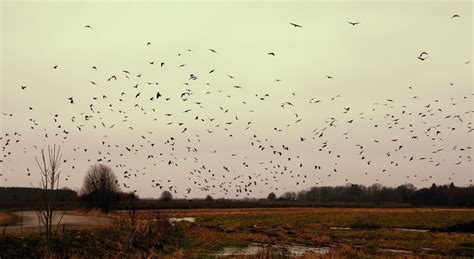 Bird Strike Prevention Techniques | MWFS