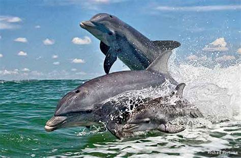 Gulf of Mexico Wildlife Still Suffering