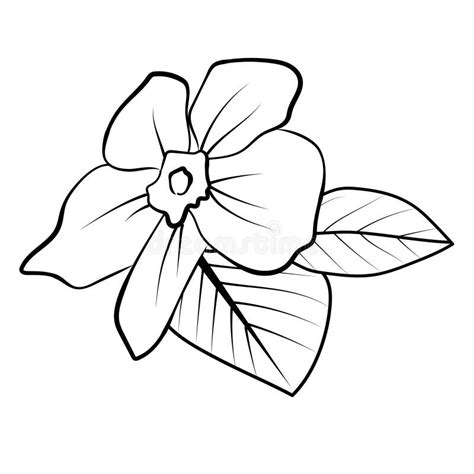 Outline Periwinkle Stock Illustrations – 232 Outline Periwinkle Stock Illustrations, Vectors ...