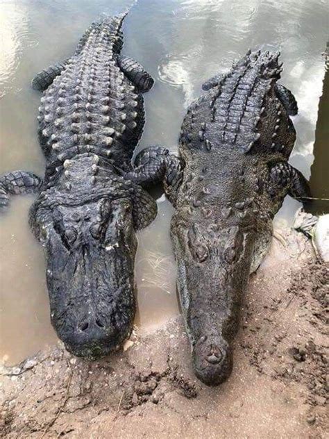 A great side by side of an alligator and a crocodile! Alligators have ...