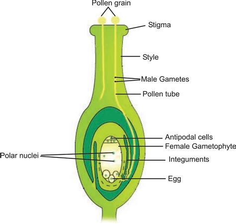 Double Fertilization In Plants - Plant Ideas