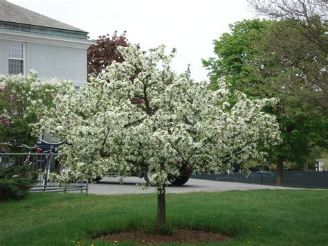 sargent crabapple - Google Search | Tree Ideas | Pinterest | Gardens