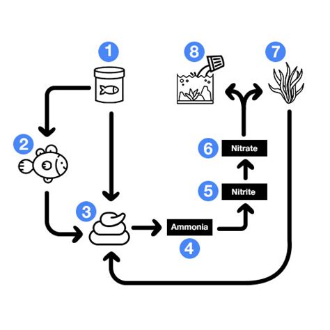 Aquarium Nitrogen Cycle Steps