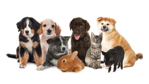 Collage with Different Adorable Baby Animals on Background Stock Image ...