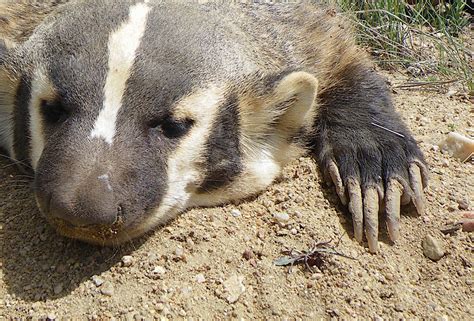 The Badger Is Part “Goodger” — Ron Spomer Outdoors