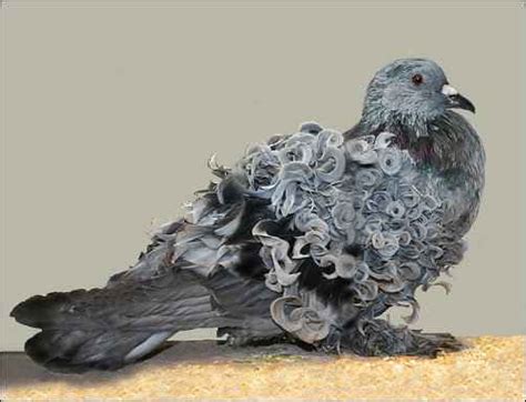 Show, Sport, or Squab: Choosing a Pigeon Breed for the Homestead