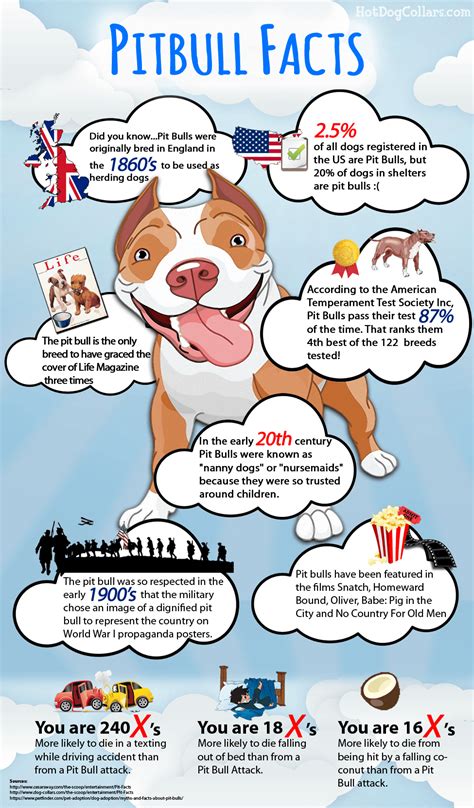Facts About Pit Bulls | Hot Dog Collars