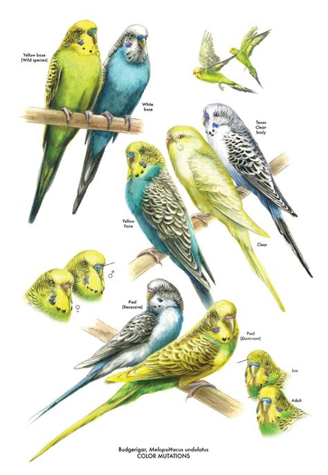 Budgerigar Color Mutations - Andrew Leach Projects