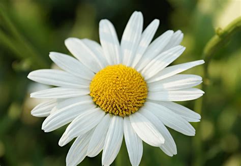 Giant daisy | Daisy flower types, Types of flowers, Daisy flower