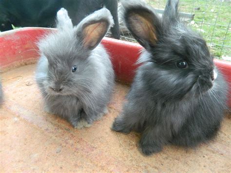 Baby angora bunnies i want one soo bad | Rabbits for sale, Angora rabbit, Rabbit