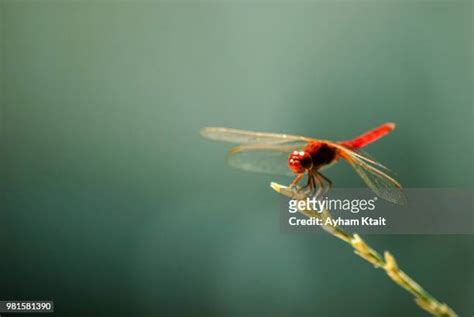 408 Wildlife Of Syria Stock Photos, High-Res Pictures, and Images - Getty Images