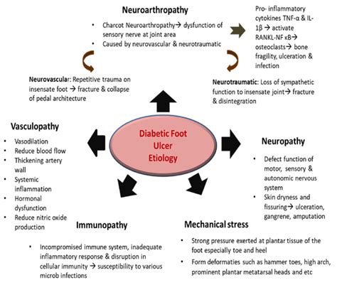 Pathophysiology Of Diabetic Foot Ulcer