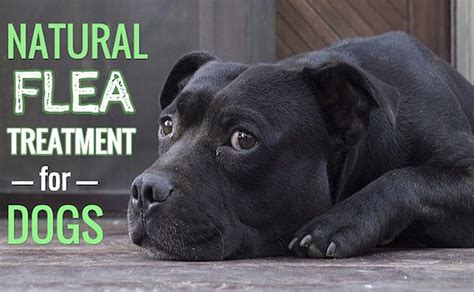 Natural Flea Treatment for Dogs: Smart + Safe Treatments